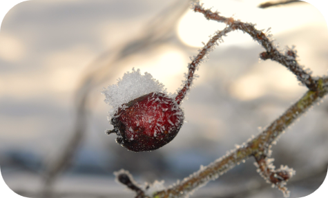 Law of self recovery