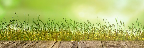 Eco Spiritual Mentoring with Barbara Poss