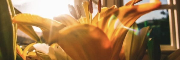 Pranic Energy Healing Specials 