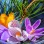 sunny spring flowers, pine sprigs, handmade clay bowl
