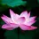 Lotus blossoming