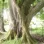 An ancient tree which is part of a stone circle