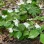 Trillium bloom in the spring snow