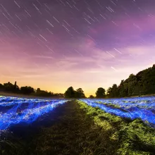 Beautiful blue light in a field 