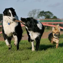 Do you have pets with emotional issues?