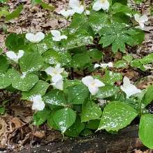 Trillium bloom in the spring snow