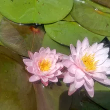 Lotus