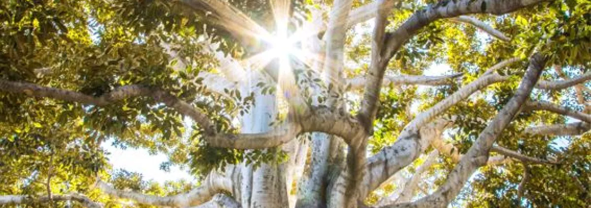 tree with light shining through