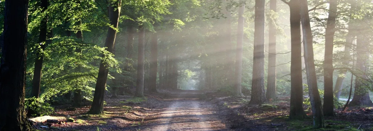 Lighting the Path through the Forest