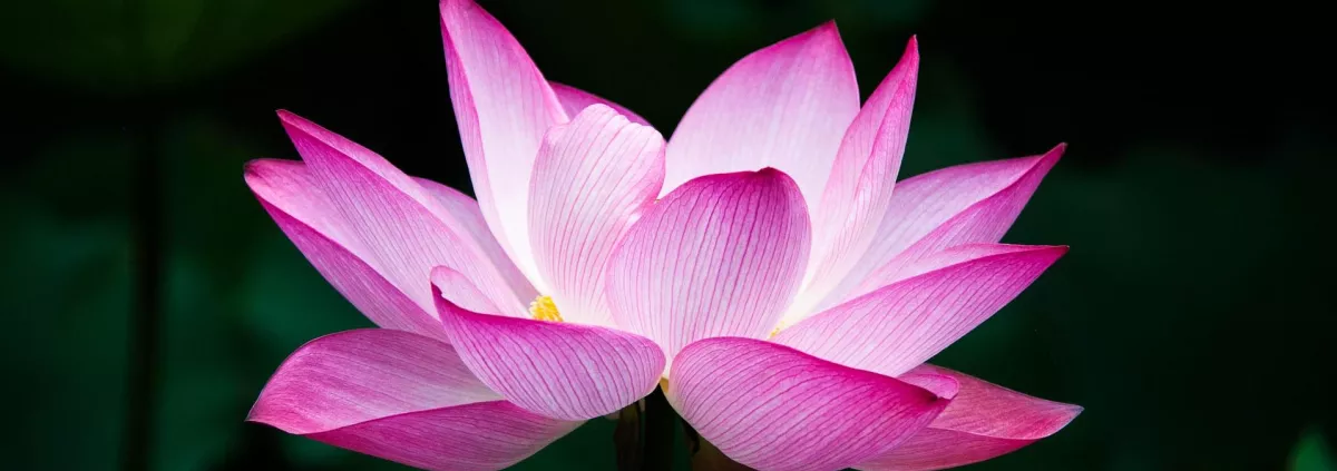 Lotus blossoming