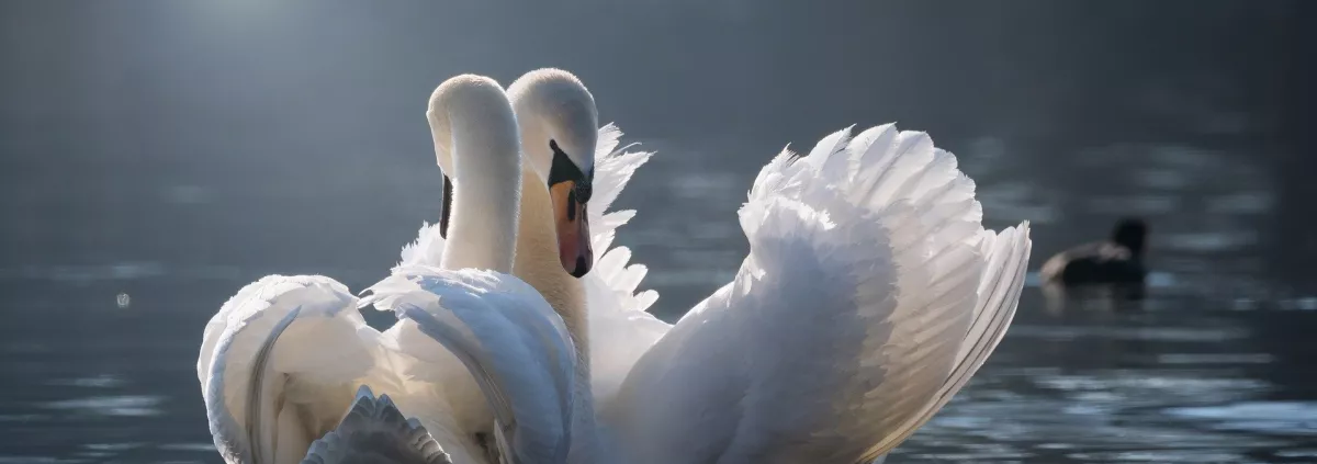 Path to Enlightenment - heart consciousness