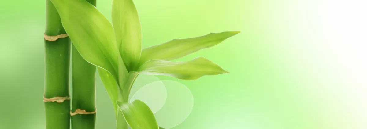 Lessons from Bamboo