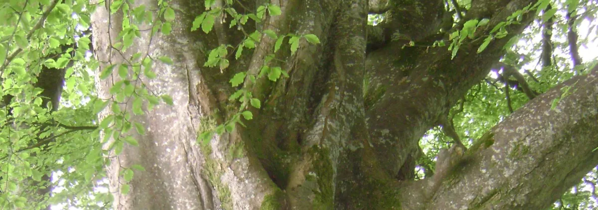 An ancient tree which is part of a stone circle