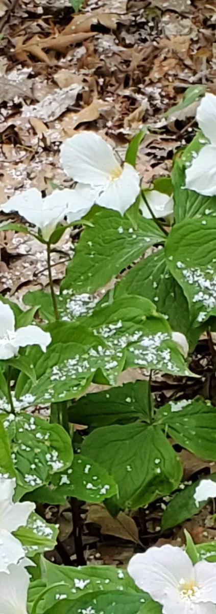 Blooming in any circumstances 