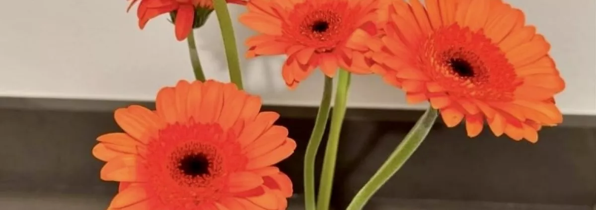 Spring into Pranic Healing 