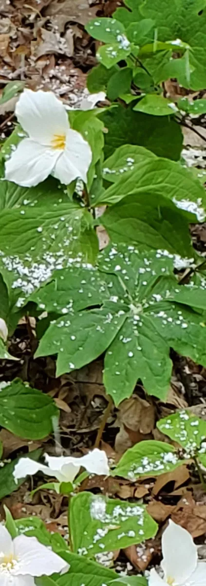 Trillium bloom in the spring snow
