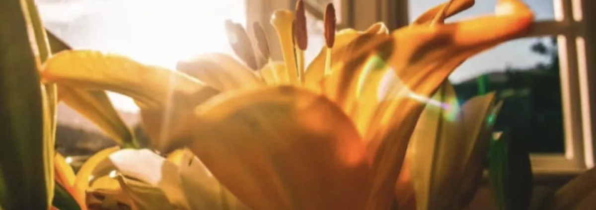 Pranic Energy Healing Specials 