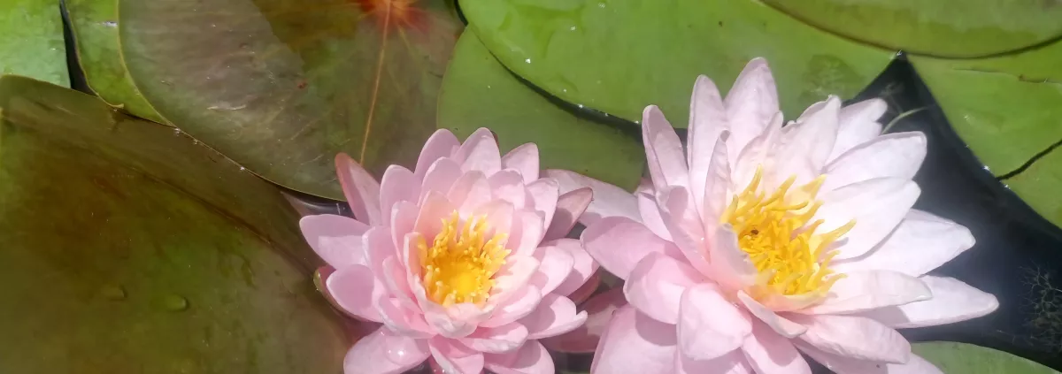 Lotus